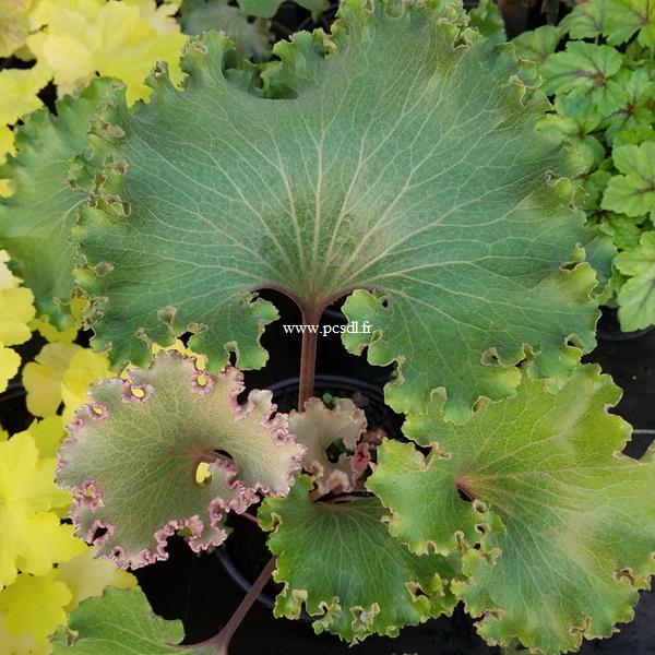 Farfugium japonicum Wavy Gravy