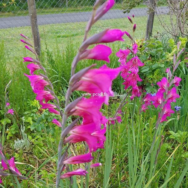 Gladiolus communis ssp. byzantinus (1)