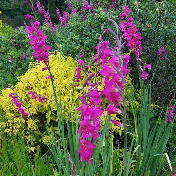 Gladiolus communis ssp. byzantinus (2)