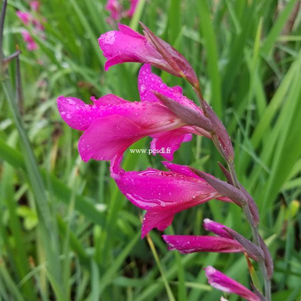 Gladiolus communis ssp. byzantinus