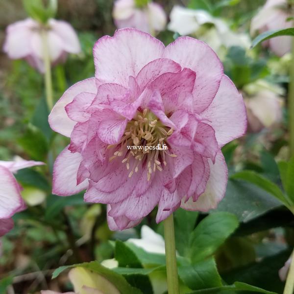 Helleborus orientalis (12)