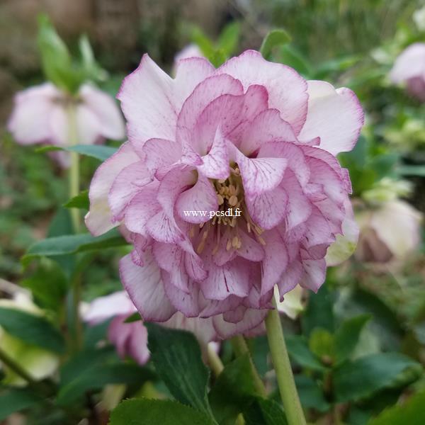 Helleborus orientalis (11)