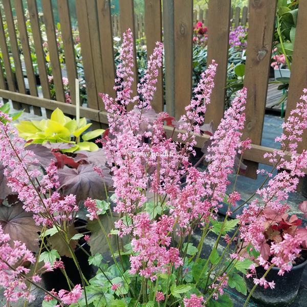 Heucherella Pink Revolution