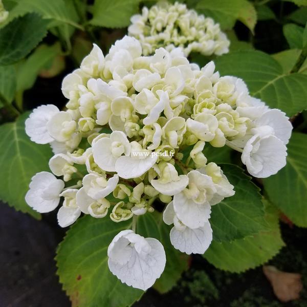 Hydrangea macrophylla Curly Wurly blanc (2)