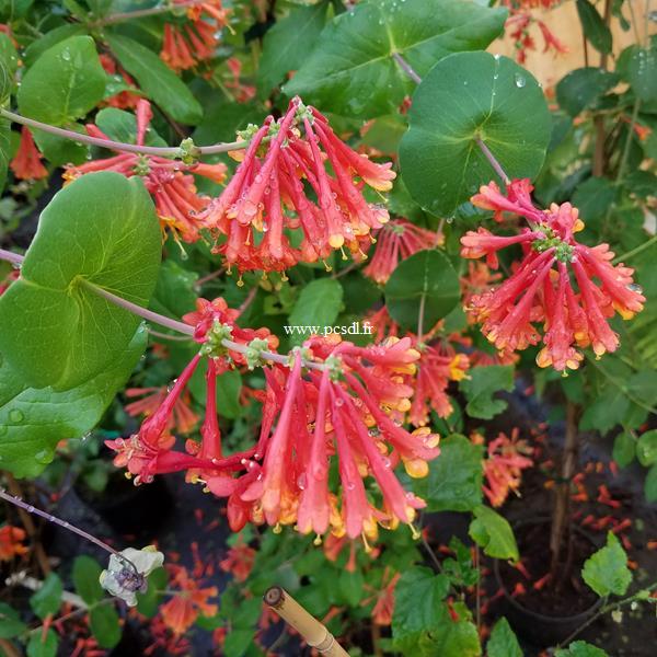 Lonicera Dropmore Scarlet (2)