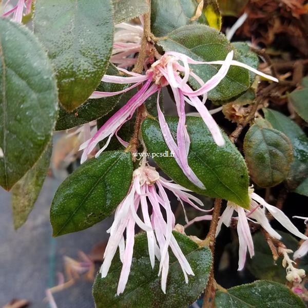 Loropetalum chinense Ruby Snow (3)