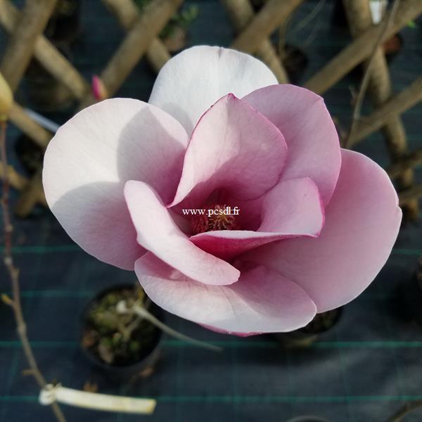 Magnolia Cameo (4)