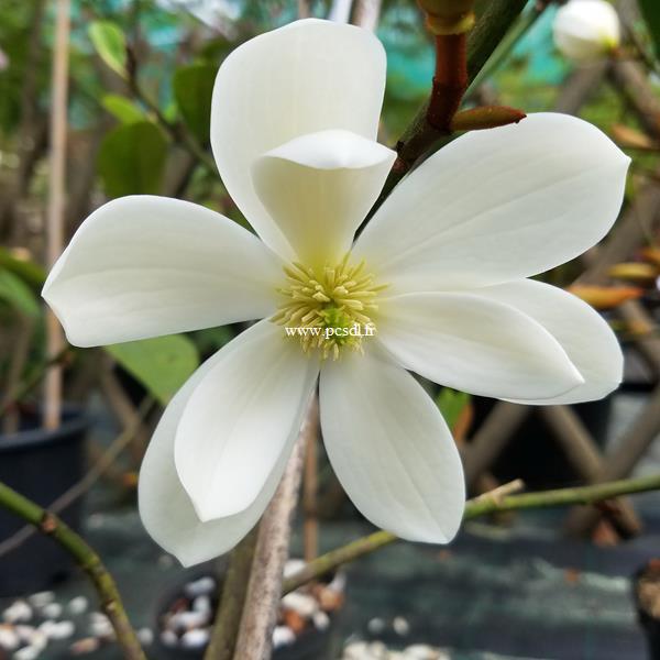 Magnolia Fairy Cream (3)