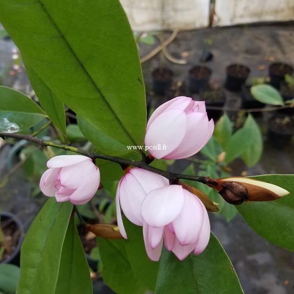 Magnolia figo (3)