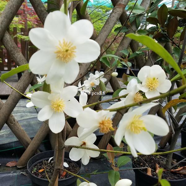 Magnolia yunnanensis (2)