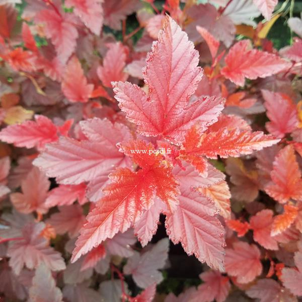 Physocarpus opulifolius Little Angel (2)