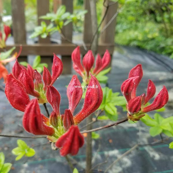 Rhododendron Hotspur Red (2)