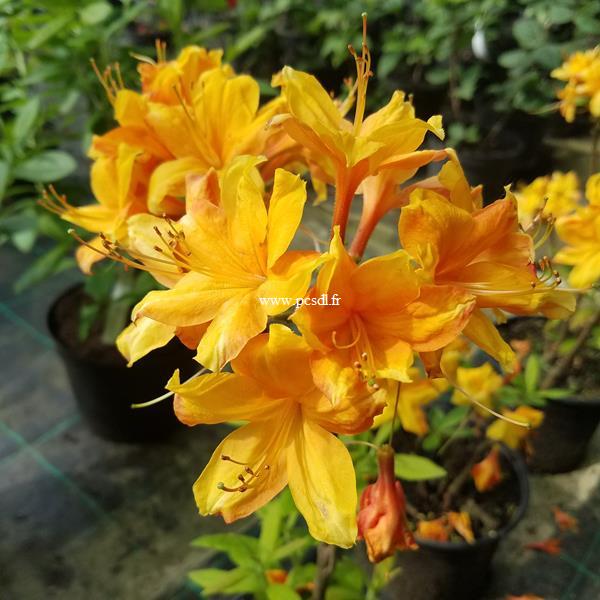 Rhododendron Klondike (2)