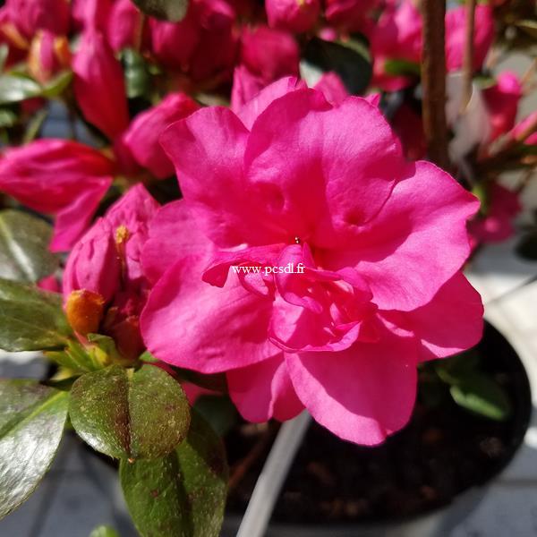 Rhododendron Repetita Coral (2)