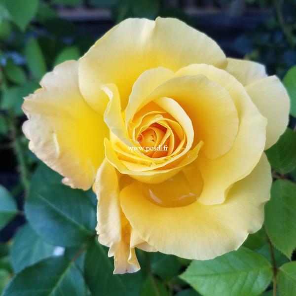 Rosa Glorius (3)
