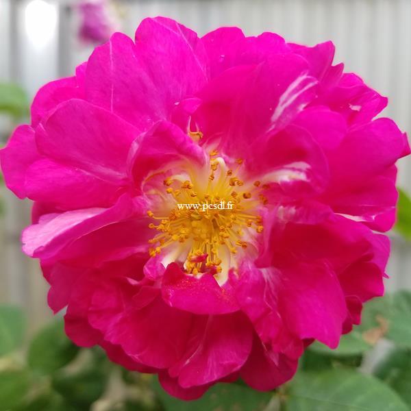 Rosa multiflora Grevillei