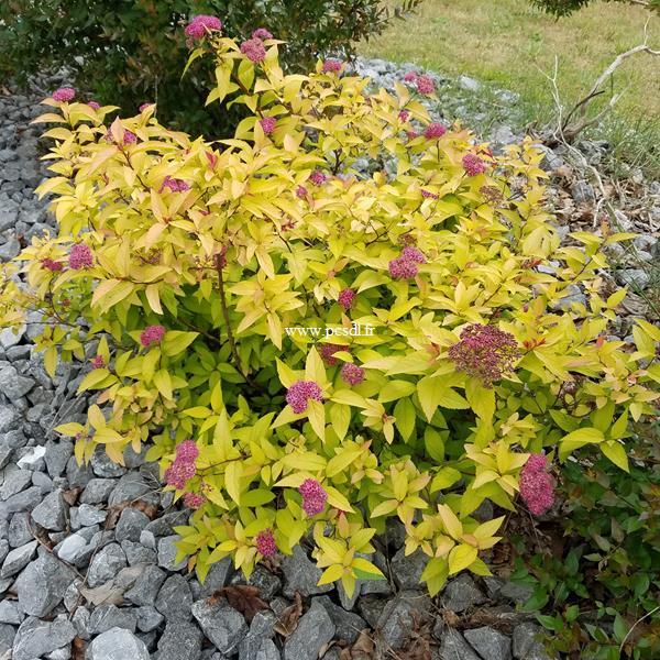 Spiraea japonica Goldflame