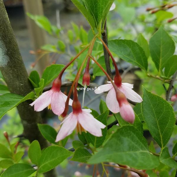 Styrax japonicus Pink Chimes