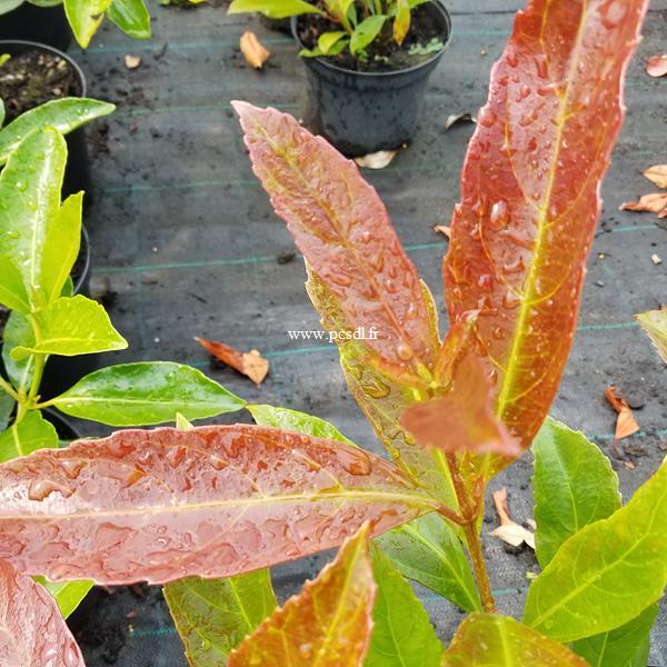 Viburnum odoratissimum Coppertop (5)