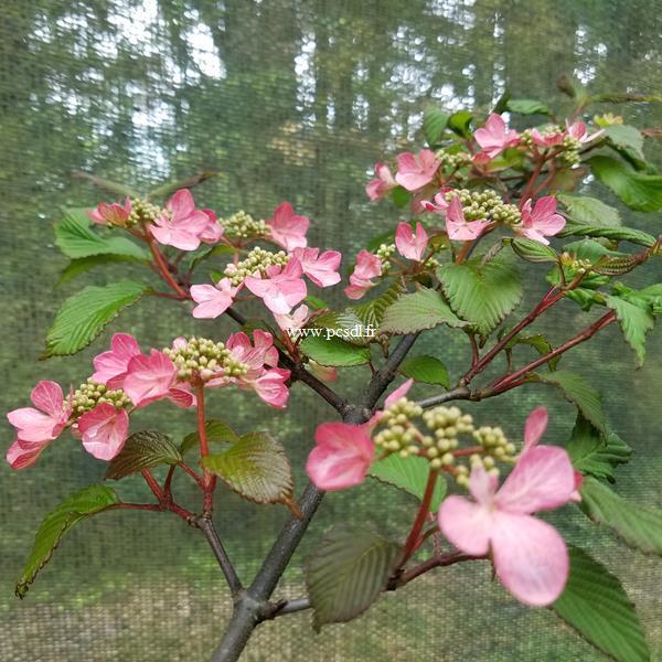 Viburnum plicatum Molly Shroeder (2)