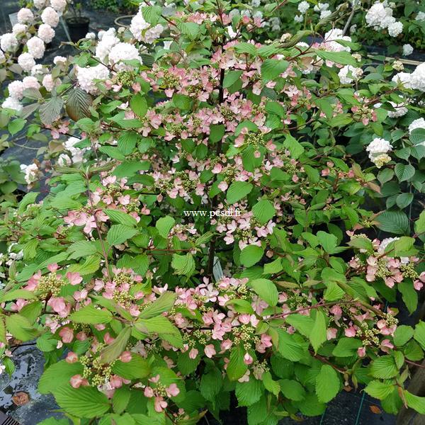 Viburnum plicatum Molly Shroeder (6)