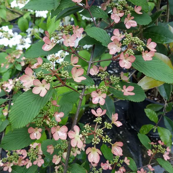 Viburnum plicatum Molly Shroeder (1)