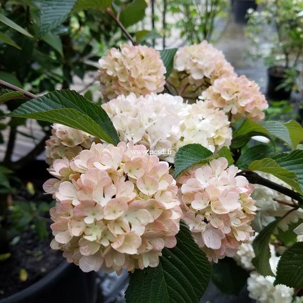 Viburnum plicatum Pink Sensation (3)