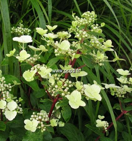 hydrangea%20paniculata%20wims%20red