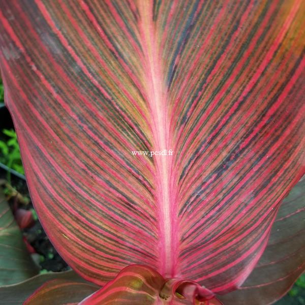 Canna Tropicanna