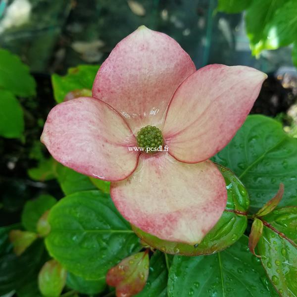 Cornus kousa Blooming Pink Tetra (1)