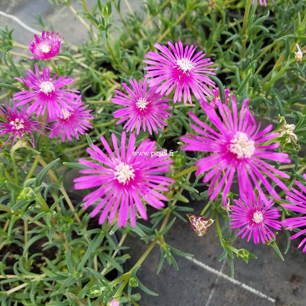 Delosperma cooperi