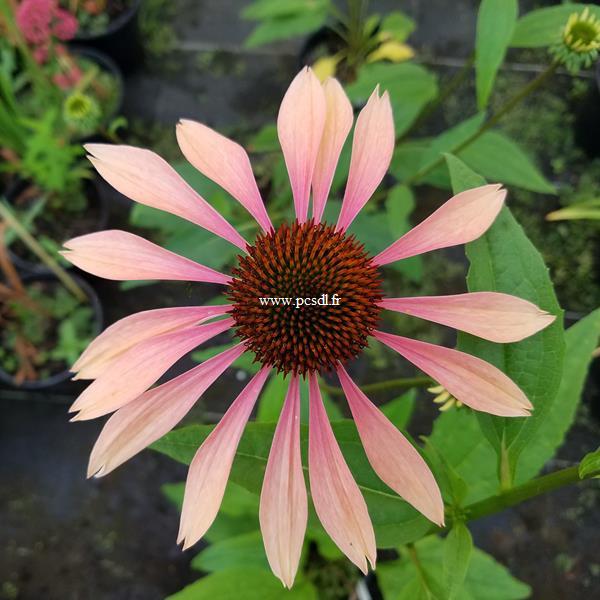 Echinacea Summer Sky (2)