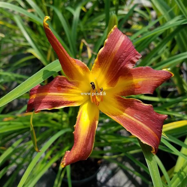 Hemerocallis Everydaylily Red Rib (1)