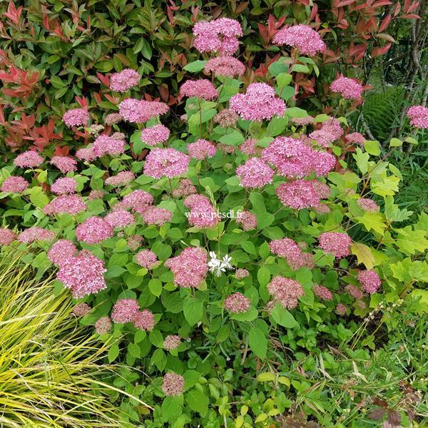 Hydrangea arborescens Invincibelle