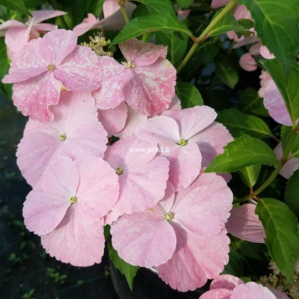 Hydrangea French Bolero (2)