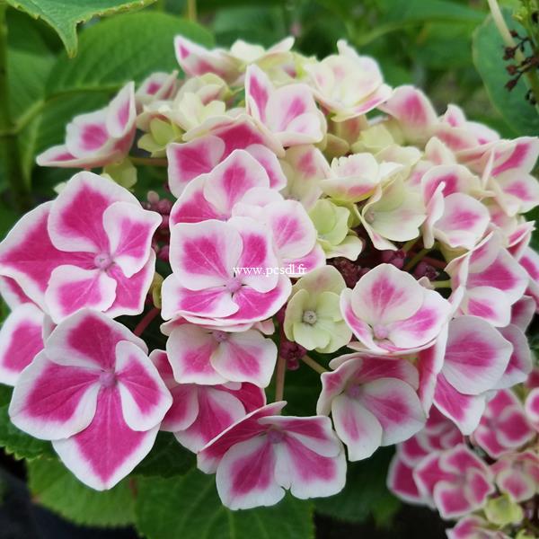 Hydrangea macrophylla Bavaria