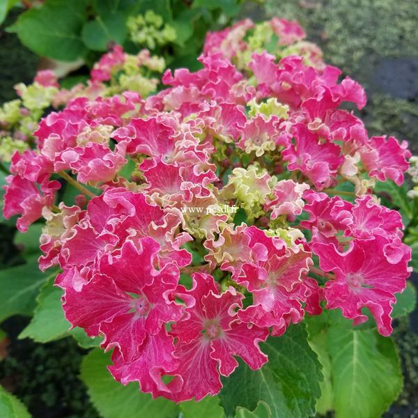 Hydrangea macrophylla Curly Sparkle (2)
