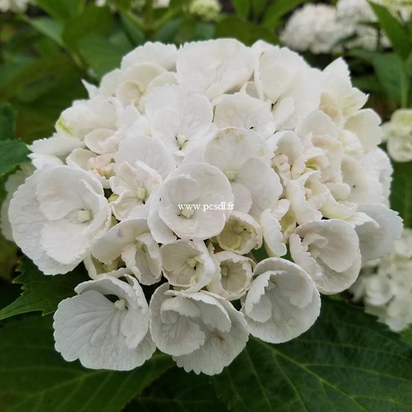 Hydrangea macrophylla Curly Wurly White (3)