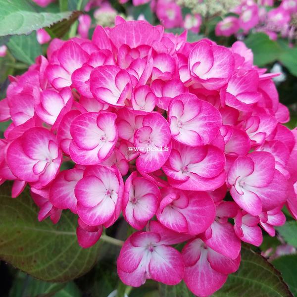 Hydrangea macrophylla Grafin Cosel (3)