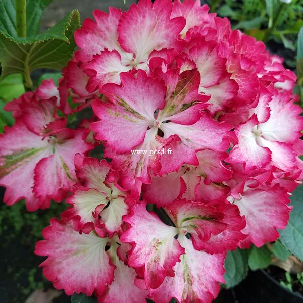 Hydrangea macrophylla Julia (2)