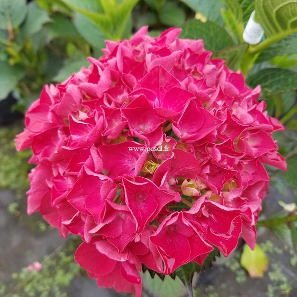 Hydrangea macrophylla Ruby Red (2)