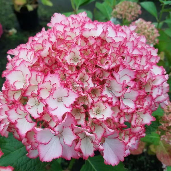 Hydrangea macrophylla Sunny (2)