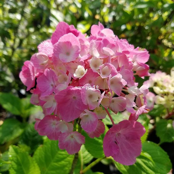 Hydrangea macrophylla Sweet Cupcake (1)