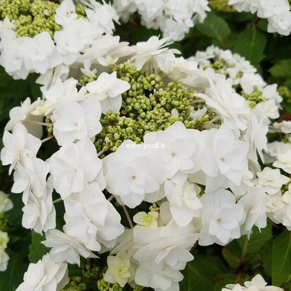 Hydrangea macrophylla Wedding Gown (2)