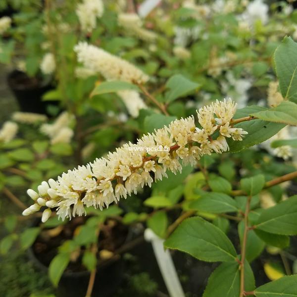 Itea japonica Beppu (1)