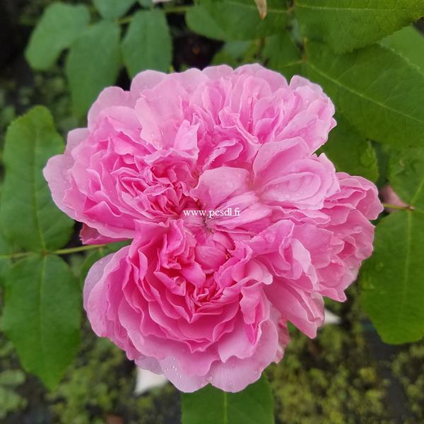 Rosa Jacques Cartier