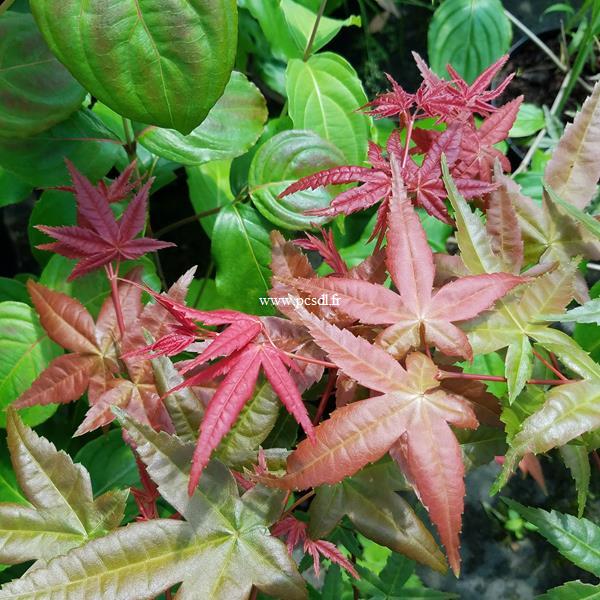 Acer palmatum Beni Maiko (1)