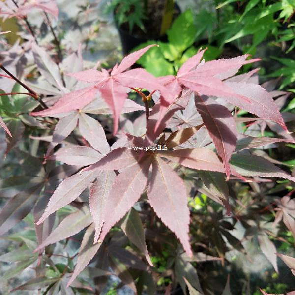 Acer palmatum Yubae (2)
