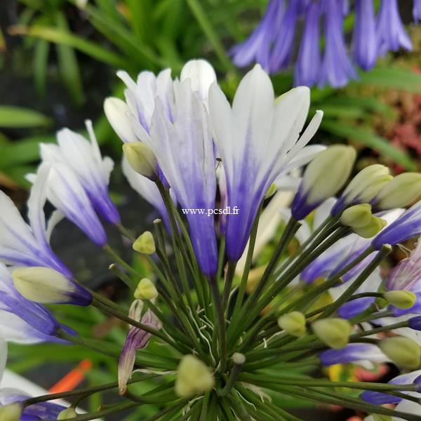 Agapanthus Twister (2)