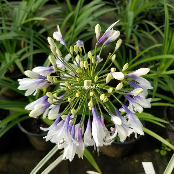 Agapanthus Twister (5)